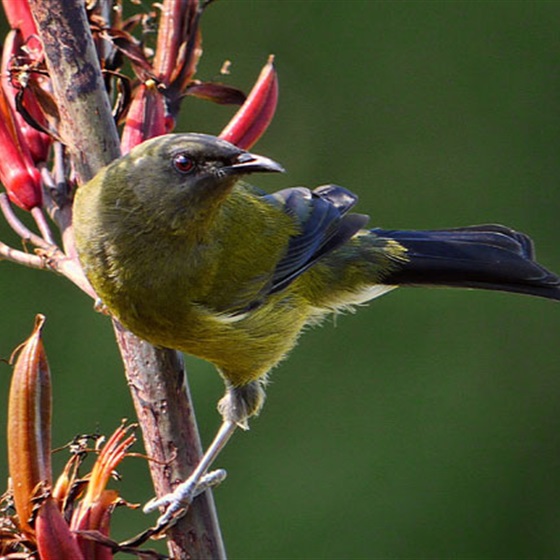 The Bellbird