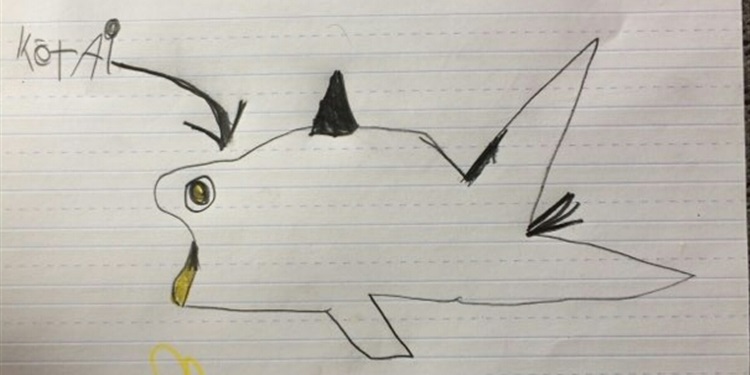 Kotai's Shark