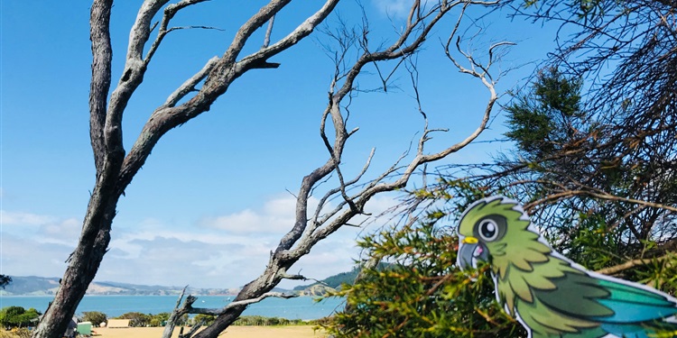 ... and a kea in a kanuka tree