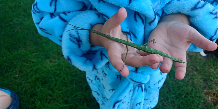 He found this huge stick insect!