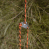kiwi camping tuatara plateau annex tri tensioner